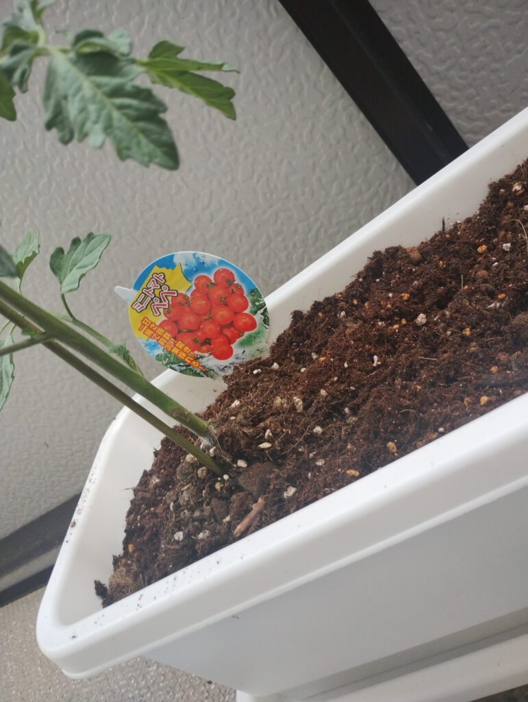 ミニトマト「ペペ」